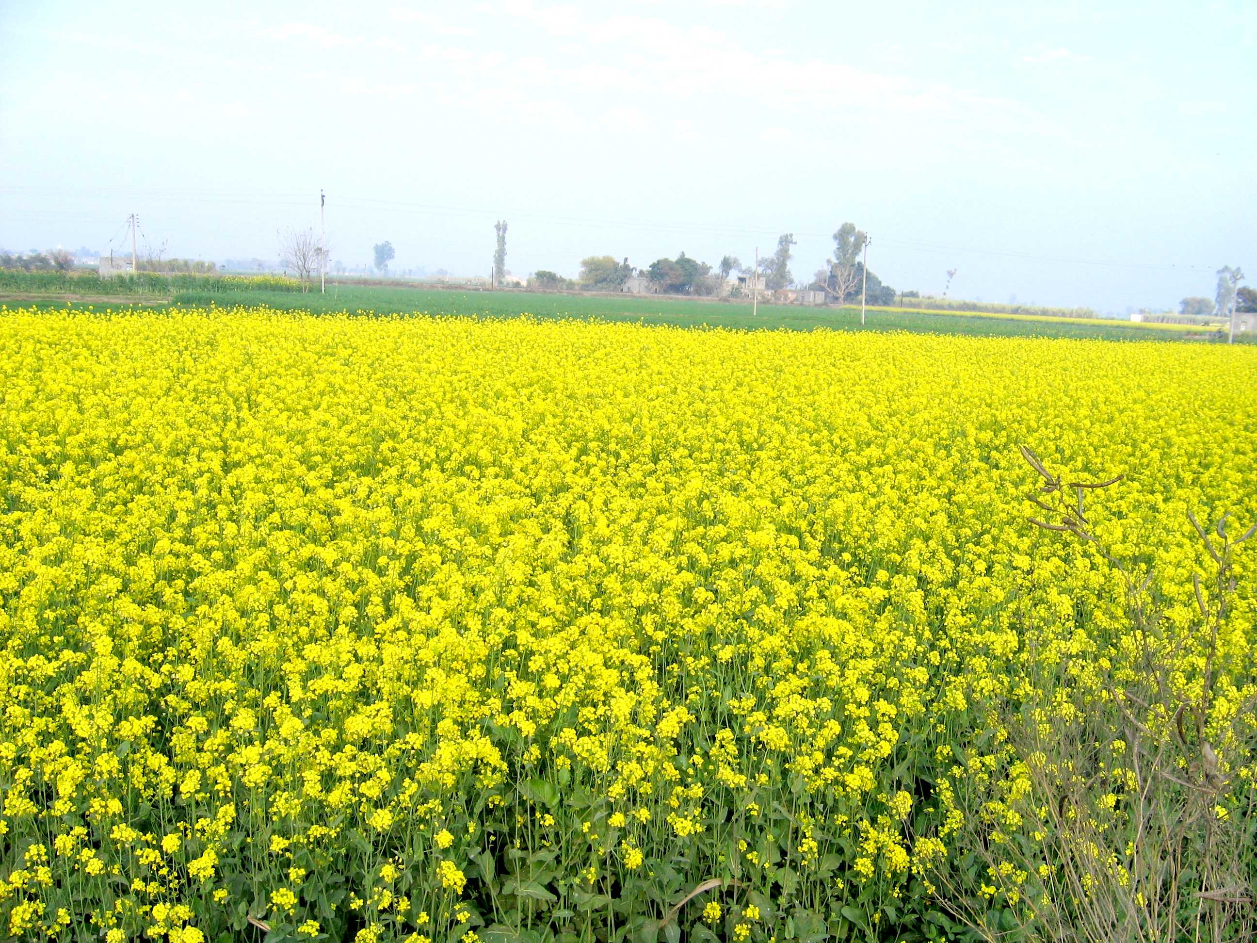 mustard field